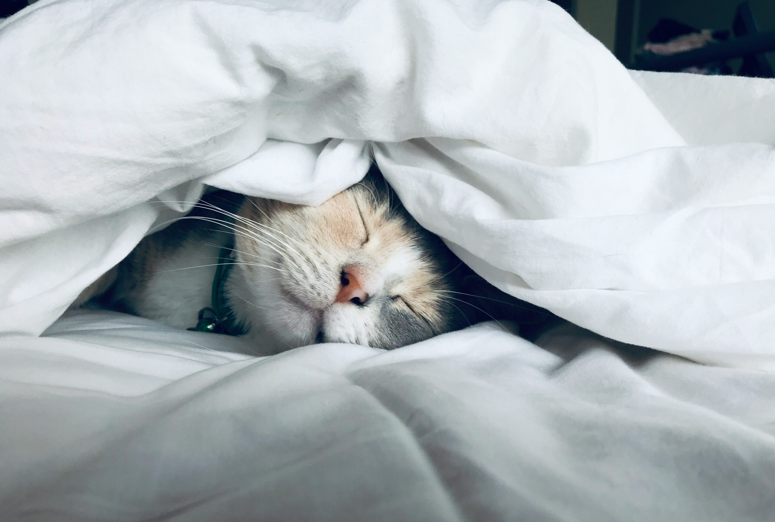a cat sleeping under a blanket