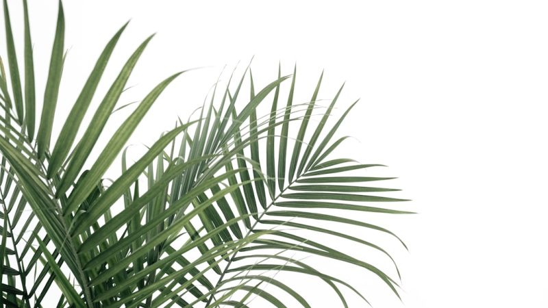 Palms on White