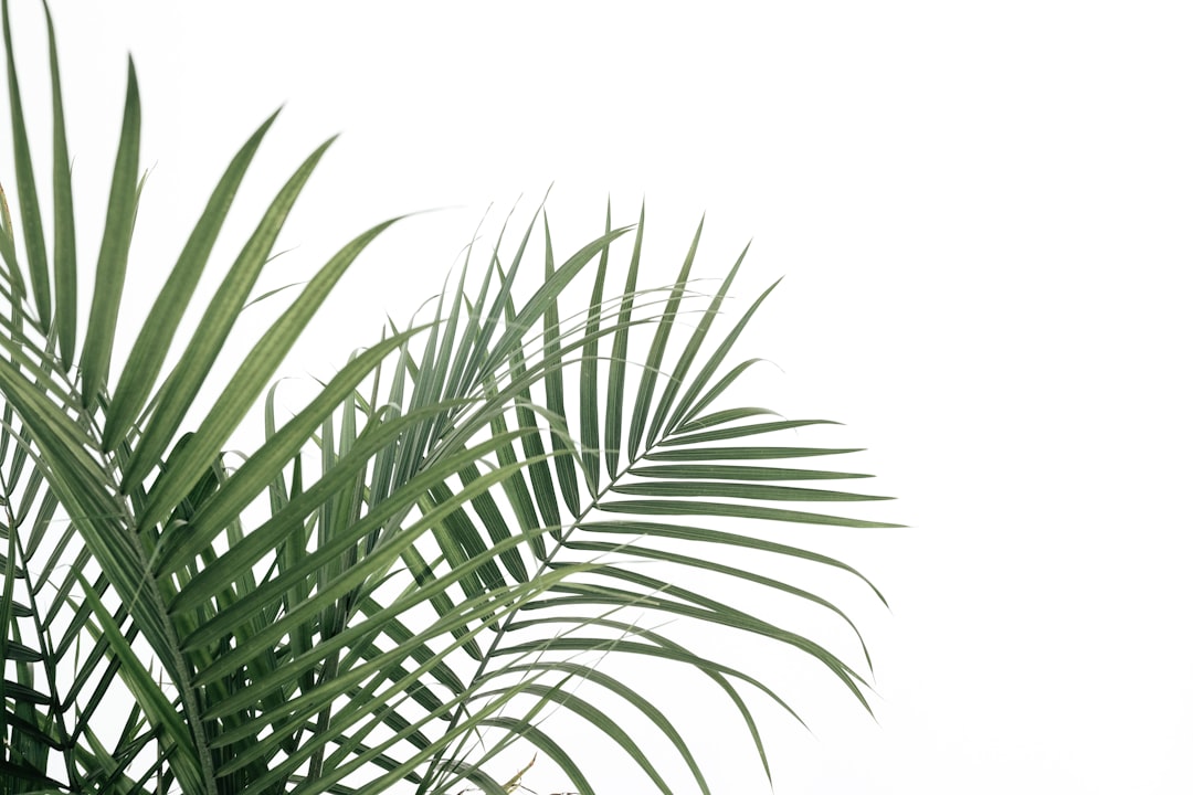 Palms on White